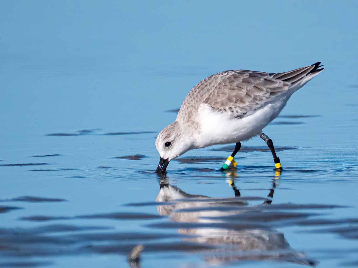 bécasseau sanderling