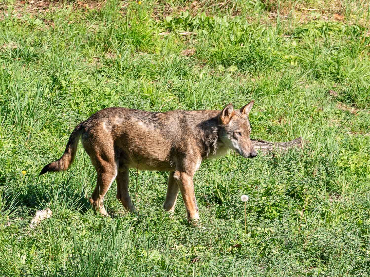 loup d'europe