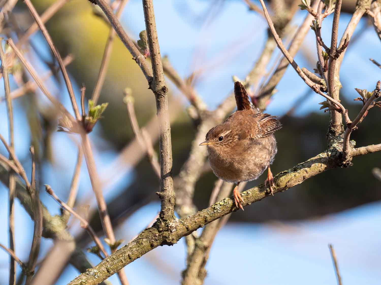 Troglodyte mignon