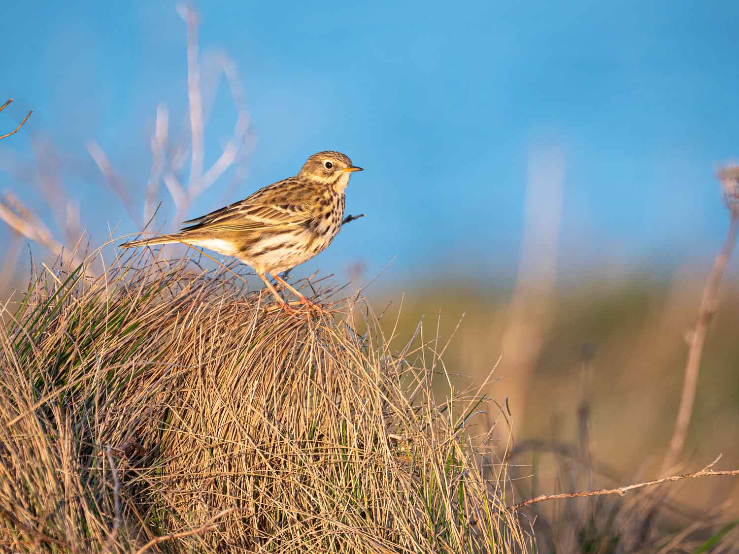 Pipit farlouse